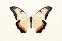 Butterfly animal insect white background. 