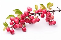 Plant fruit berry leaf. AI generated Image by rawpixel.