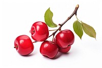 Cherry fruit plant food. 