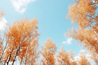 Autumn forest sky backgrounds. AI generated Image by rawpixel.