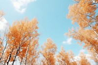 Autumn forest sky. 