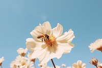 Flower bee outdoors blossom. 