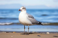 Beach outdoors seagull animal. AI generated Image by rawpixel.