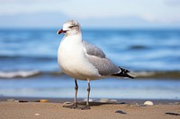 Beach outdoors seagull animal. 