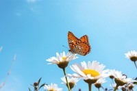 Butterfly flower outdoors nature. 