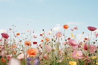 Flower field grassland outdoors