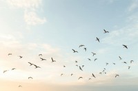 Flock bird sky. 