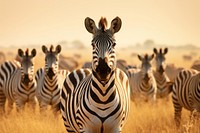 Zebra wildlife outdoors savanna. AI generated Image by rawpixel.
