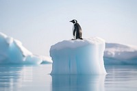 Penguin ice outdoors iceberg. 