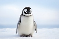 Penguin animal bird wildlife. AI generated Image by rawpixel.