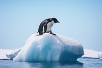 Penguin ice outdoors iceberg. 