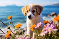 Animal flower puppy outdoors. 