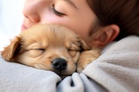 Puppy sleeping blanket mammal. 