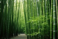 Bamboo backgrounds outdoors nature. AI generated Image by rawpixel.