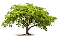 Tree plant white background tranquility. AI generated Image by rawpixel.