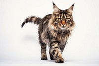 Mainecoon wildlife animal mammal. 