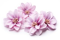 Flower blossom dahlia petal. AI generated Image by rawpixel.