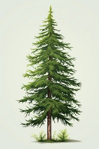 Tree plant pine fir. AI generated Image by rawpixel.