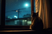 Windowsill animal mammal nature. 