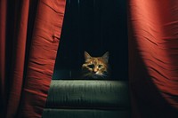 Curtain mammal animal pet. AI generated Image by rawpixel.