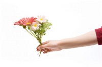 Flower finger plant daisy. AI generated Image by rawpixel.