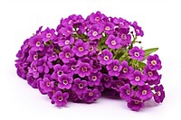 Flower purple lilac plant. AI generated Image by rawpixel.