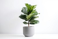 Leaf bonsai plant vase. AI generated Image by rawpixel.