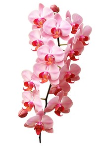 Orchid plant blossom flower. AI generated Image by rawpixel.