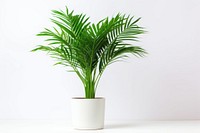 Plant leaf tree houseplant. AI generated Image by rawpixel.