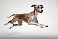 Dog pet whippet running. 