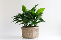 Basket plant leaf houseplant. 