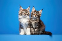 Mainecoon kitten animal mammal. AI generated Image by rawpixel.