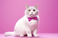 A cute munchkin cat animal mammal pet. AI generated Image by rawpixel.