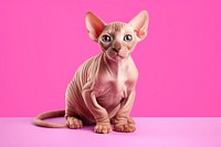 A cute sphinx cat animal mammal pet. 