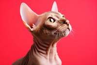 A cute sphinx cat animal mammal pet. 