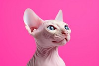 A cute sphinx cat animal mammal pet. 