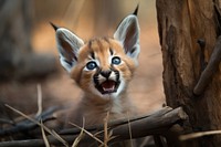 A cute playful caracal wild cat wildlife animal mammal. 