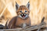 A cute playful caracal wild cat wildlife animal mammal. 