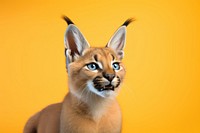 A cute playful caracal wild cat wildlife animal mammal. AI generated Image by rawpixel.