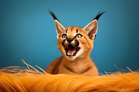 A cute playful caracal wild cat wildlife animal mammal. 