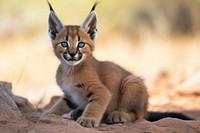 A cute playful caracal wild cat wildlife animal mammal. 