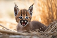 A cute playful caracal wild cat wildlife animal mammal. 