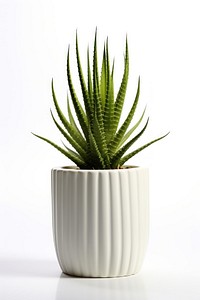 Plant cactus aloe vase. 