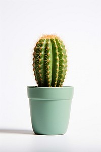 Cactus plant white background potted plant. 