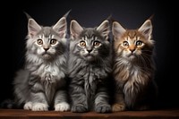 Mainecoon kitten mammal animal. AI generated Image by rawpixel.