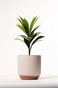 Plant leaf vase white background. 