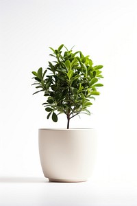 Plant bonsai leaf tree. AI generated Image by rawpixel.