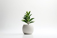 Plant vase leaf white background. 