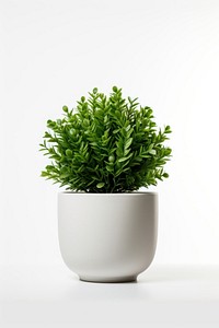 Plant white herbs vase. 