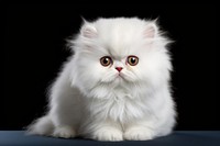 Animal mammal kitten pet. AI generated Image by rawpixel.